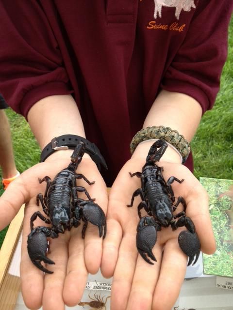 fun birthday party ideas bugs insects york adams pa fun birthday party ideas bugs insects york adams pa