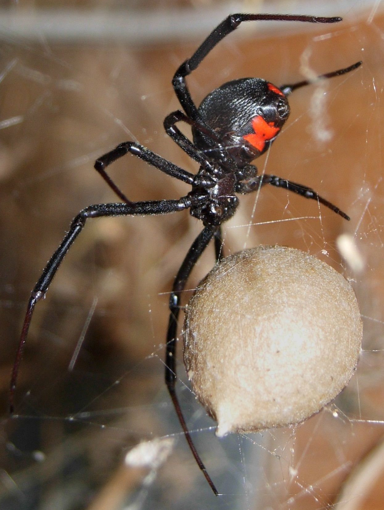 inside black widow spider eggs